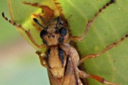 Sawfly (Pergidae sp) (Pergidae sp)